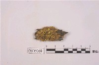 藏品(島衣屬 )的圖片